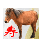 馬が主役の午年スタンプ ウマの実写！（個別スタンプ：10）