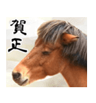 馬が主役の午年スタンプ ウマの実写！（個別スタンプ：11）