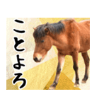 馬が主役の午年スタンプ ウマの実写！（個別スタンプ：12）