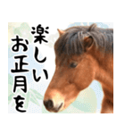 馬が主役の午年スタンプ ウマの実写！（個別スタンプ：13）