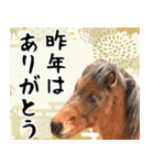 馬が主役の午年スタンプ ウマの実写！（個別スタンプ：14）