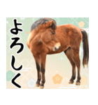 馬が主役の午年スタンプ ウマの実写！（個別スタンプ：15）