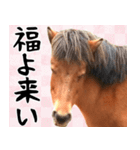 馬が主役の午年スタンプ ウマの実写！（個別スタンプ：16）