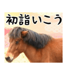 馬が主役の午年スタンプ ウマの実写！（個別スタンプ：18）