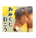 馬が主役の午年スタンプ ウマの実写！（個別スタンプ：19）