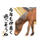 馬が主役の午年スタンプ ウマの実写！（個別スタンプ：20）