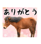 馬が主役の午年スタンプ ウマの実写！（個別スタンプ：21）
