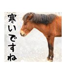 馬が主役の午年スタンプ ウマの実写！（個別スタンプ：23）