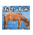 馬が主役の午年スタンプ ウマの実写！（個別スタンプ：24）