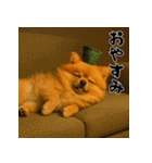 毎年使える♡ポメラニアンの年末年始（個別スタンプ：24）