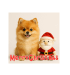 毎年使える♡ポメラニアンの年末年始（個別スタンプ：28）