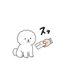 お正月 ビションフリーゼ（個別スタンプ：11）