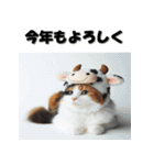 十二支全部 あけおめ 年賀状 三毛猫（個別スタンプ：4）