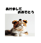 十二支全部 あけおめ 年賀状 三毛猫（個別スタンプ：7）