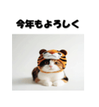 十二支全部 あけおめ 年賀状 三毛猫（個別スタンプ：9）