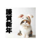 十二支全部 あけおめ 年賀状 三毛猫（個別スタンプ：12）