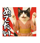 あけおめ猫の年末年始スタンプ（個別スタンプ：8）