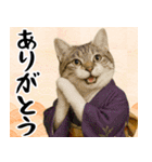 あけおめ猫の年末年始スタンプ（個別スタンプ：12）