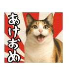猫のあけおめスタンプ（個別スタンプ：1）