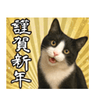 猫のあけおめスタンプ（個別スタンプ：2）