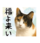 猫のあけおめスタンプ（個別スタンプ：4）