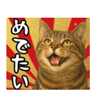 猫のあけおめスタンプ（個別スタンプ：5）