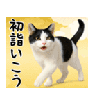 猫のあけおめスタンプ（個別スタンプ：8）