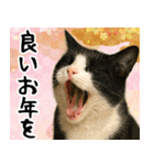 猫のあけおめスタンプ（個別スタンプ：10）