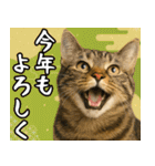 猫のあけおめスタンプ（個別スタンプ：14）