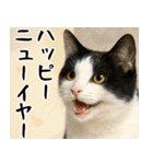 猫のあけおめスタンプ（個別スタンプ：16）