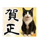 猫のあけおめスタンプ（個別スタンプ：17）