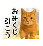 猫のあけおめスタンプ（個別スタンプ：18）