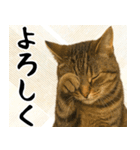 猫のあけおめスタンプ（個別スタンプ：20）
