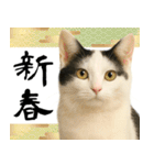 猫のあけおめスタンプ（個別スタンプ：21）