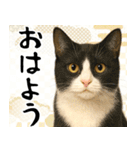 猫のあけおめスタンプ（個別スタンプ：23）