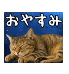 猫のあけおめスタンプ（個別スタンプ：24）