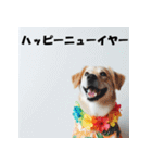 十二支全部 あけおめ 年賀状 ハワイ（個別スタンプ：36）