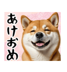 柴犬のあけおめスタンプ 年末年始（個別スタンプ：1）