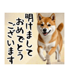柴犬のあけおめスタンプ 年末年始（個別スタンプ：3）