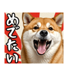 柴犬のあけおめスタンプ 年末年始（個別スタンプ：7）