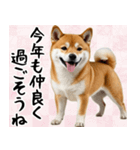 柴犬のあけおめスタンプ 年末年始（個別スタンプ：8）