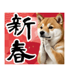 柴犬のあけおめスタンプ 年末年始（個別スタンプ：10）