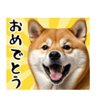 柴犬のあけおめスタンプ 年末年始（個別スタンプ：14）
