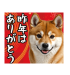 柴犬のあけおめスタンプ 年末年始（個別スタンプ：16）