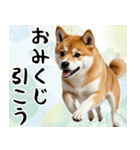 柴犬のあけおめスタンプ 年末年始（個別スタンプ：18）