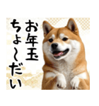 柴犬のあけおめスタンプ 年末年始（個別スタンプ：20）