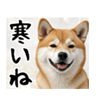 柴犬のあけおめスタンプ 年末年始（個別スタンプ：22）