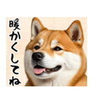 柴犬のあけおめスタンプ 年末年始（個別スタンプ：23）