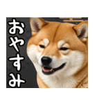 柴犬のあけおめスタンプ 年末年始（個別スタンプ：24）