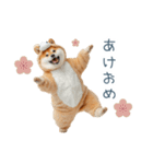 2026正月馬しば犬【元旦・かわいい】（個別スタンプ：1）